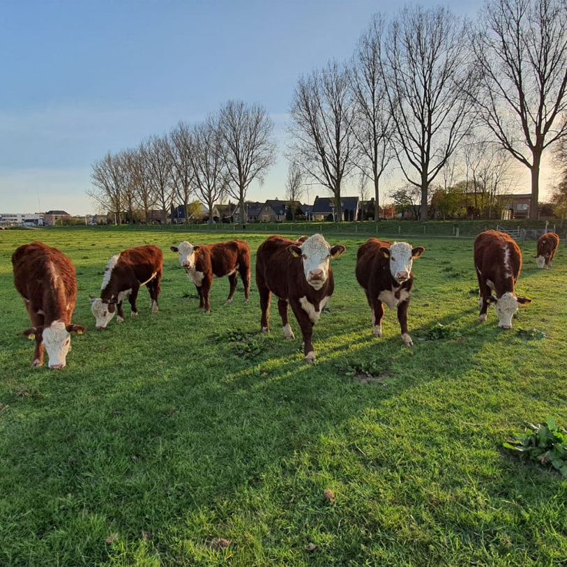 100% Grass Fed Biltong The Netherlands